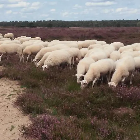 Poort De Veluwe Вортхёйзен