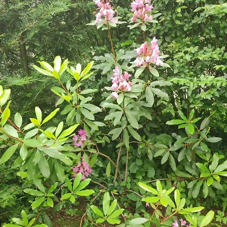 Poort De Veluwe Chalet Voorthuizen