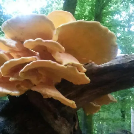 Шале Poort De Veluwe