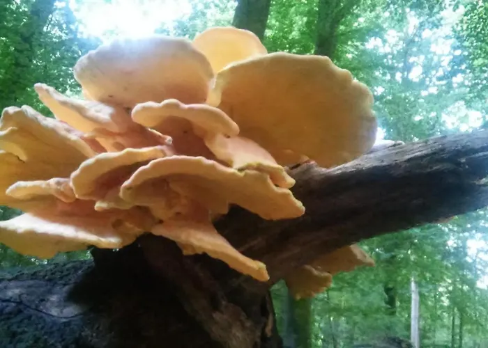 Chalet Poort De Veluwe