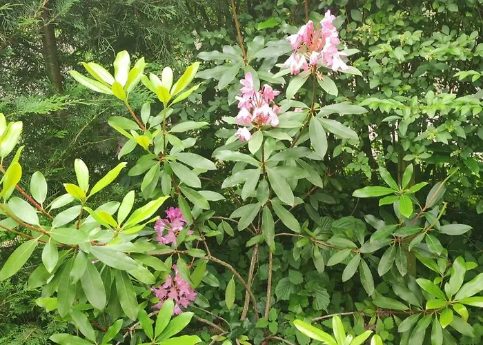 Poort De Veluwe Chalet Voorthuizen